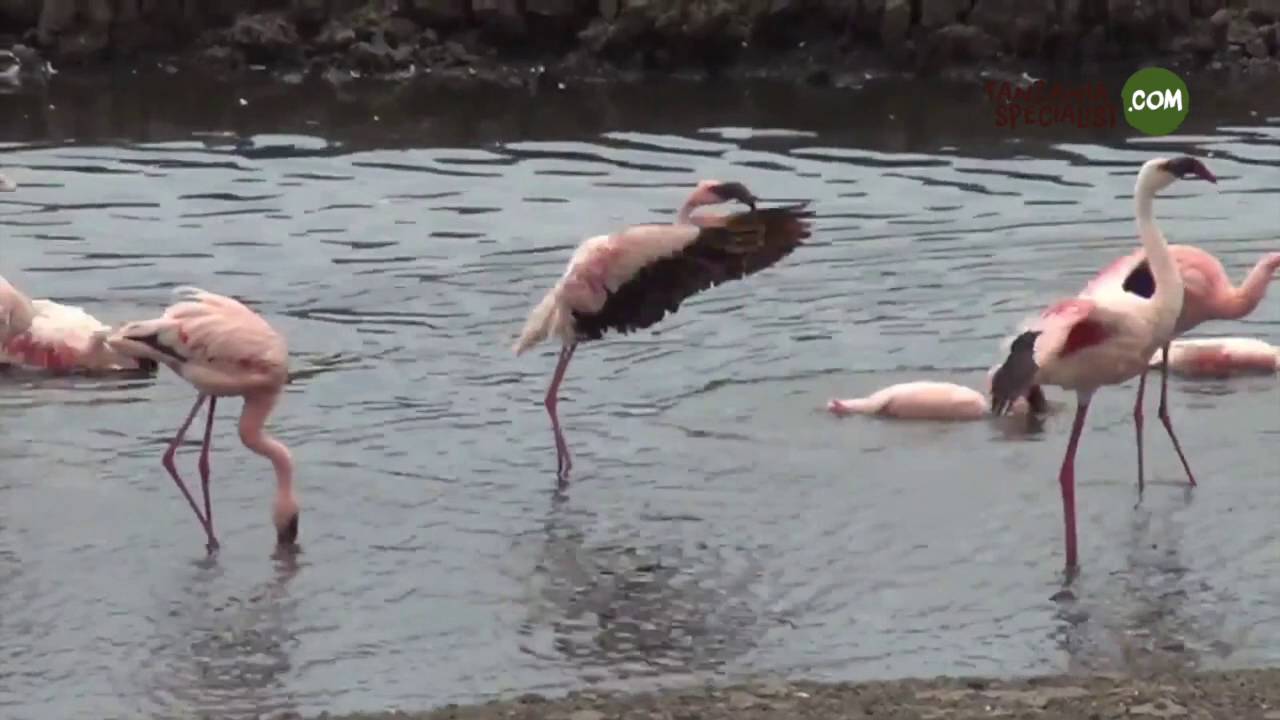 Arusha tanzaniaspecialist.com