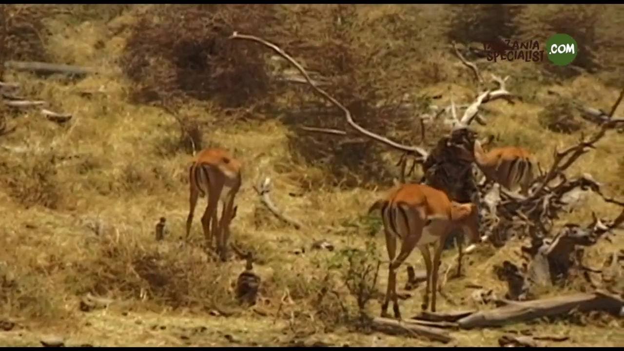 Lake Manyara HD Tanzania Specialist