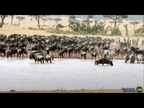 La Grande Migration en Tanzanie - traversée de la rivière - Tanzania Specialist