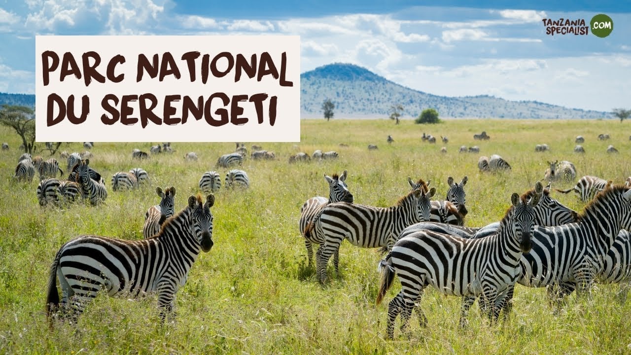 Explorez le parc national du Serengeti avec Tanzania Specialist