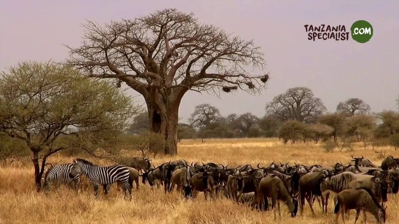 Tarangire HD Tanzania Specialist