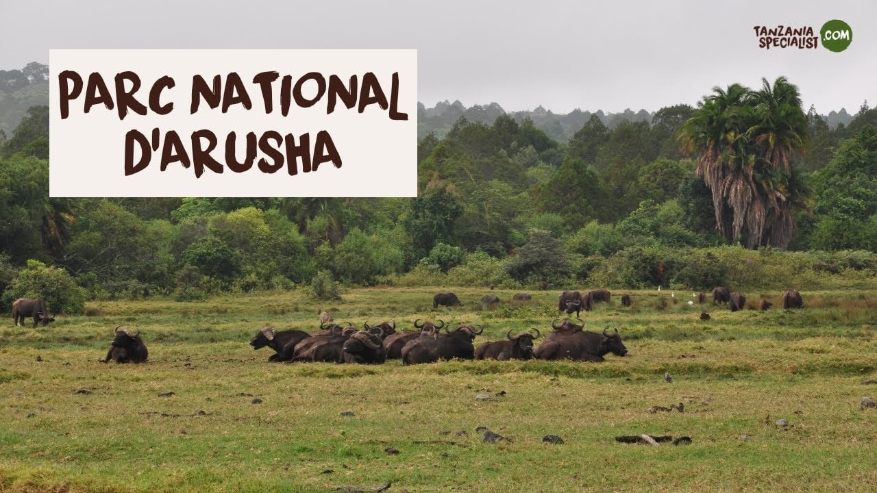 Explorez le parc national d'Arusha avec Tanzania Specialist