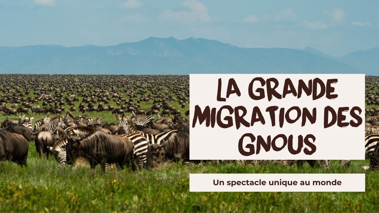 VOILA pourquoi vous devez absolument ajouter LA GRANDE MIGRATION à votre bucket list!