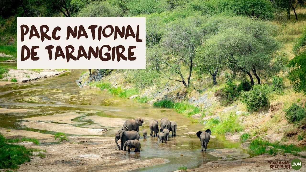 Explorez le parc national de Tarangire avec Tanzania Specialist