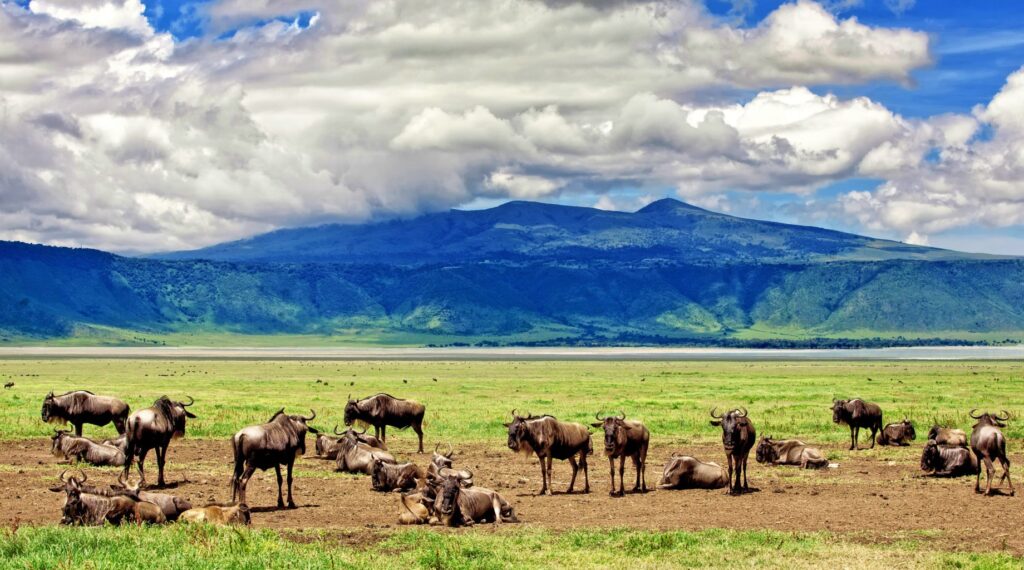 Fond du cratère du Ngorongoro