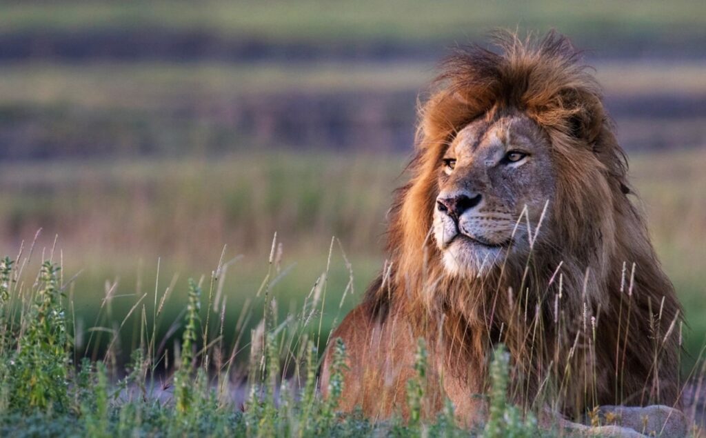 Lion saison des pluies Tanzanie Serengeti