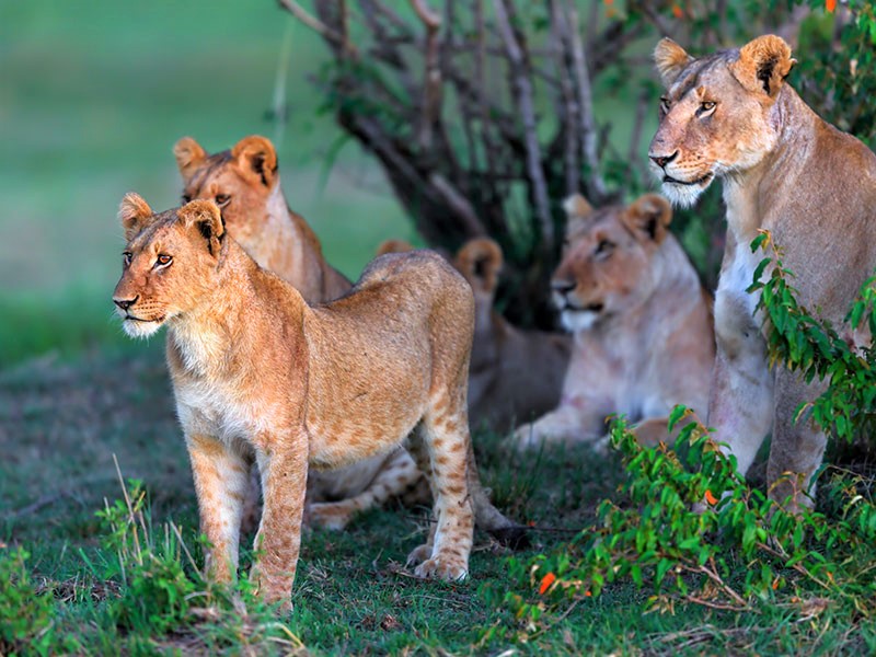 Lionnes saison des pluies Tanzanie