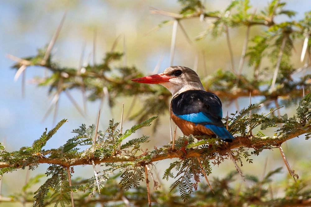 Oiseaux Tanzanie