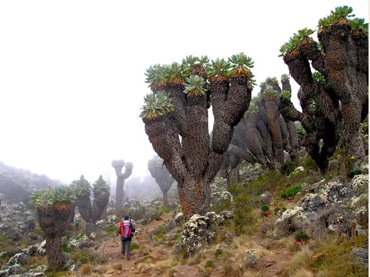 Paysage à couper le souffle sur la route du Kilimandjaro