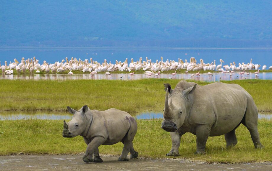 Two rhinos with flamingo's in the background