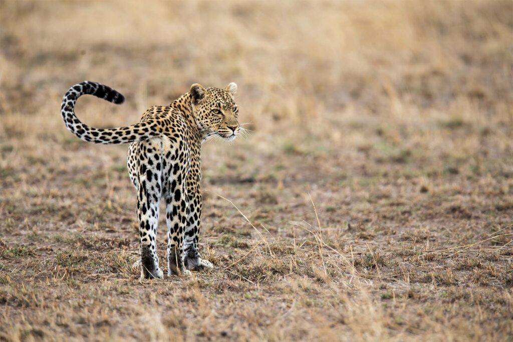 cheetah walking around in Tanzania