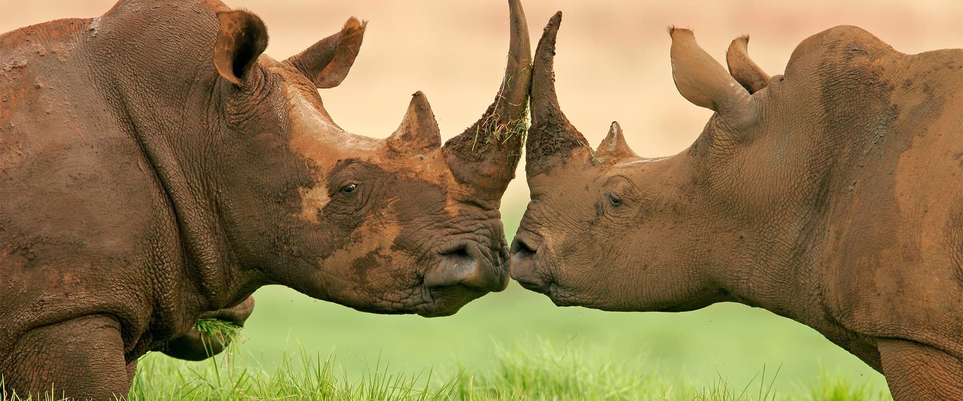 Rhinocéros en Tanzanie