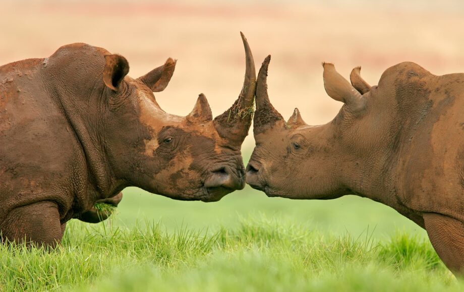 Rhinocéros en Tanzanie