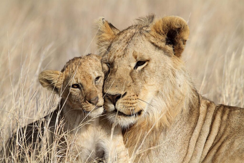 Mother lion and lion cub on the Tanzania Serengeti