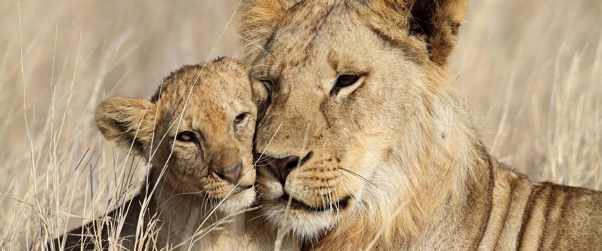 Mother lion and lion cub on the Tanzania Serengeti
