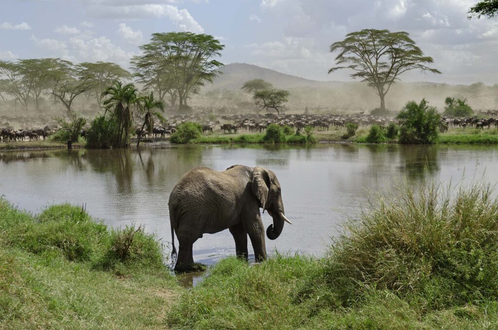 Tanzania elephant by water