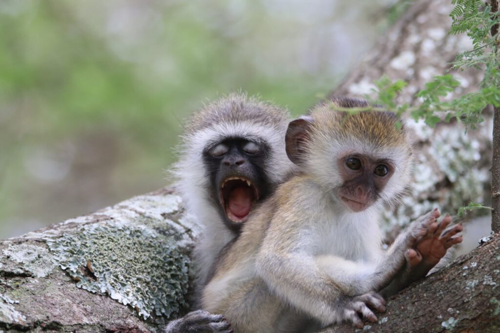IM_TZ_TAR_Baby vervet monkey playing with mom 2
