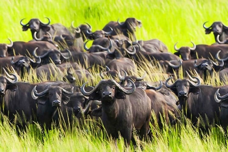 Mikumi national park buffalo