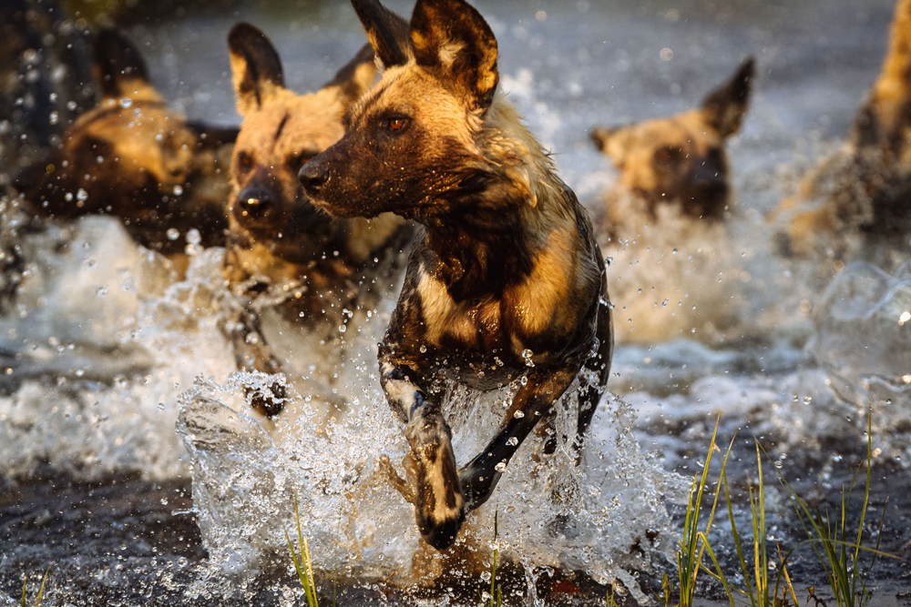 Ruaha national park wild dogs