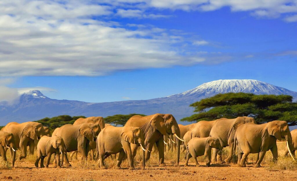 Safari au Kenya ou en Tanzanie pour observer les éléphants?