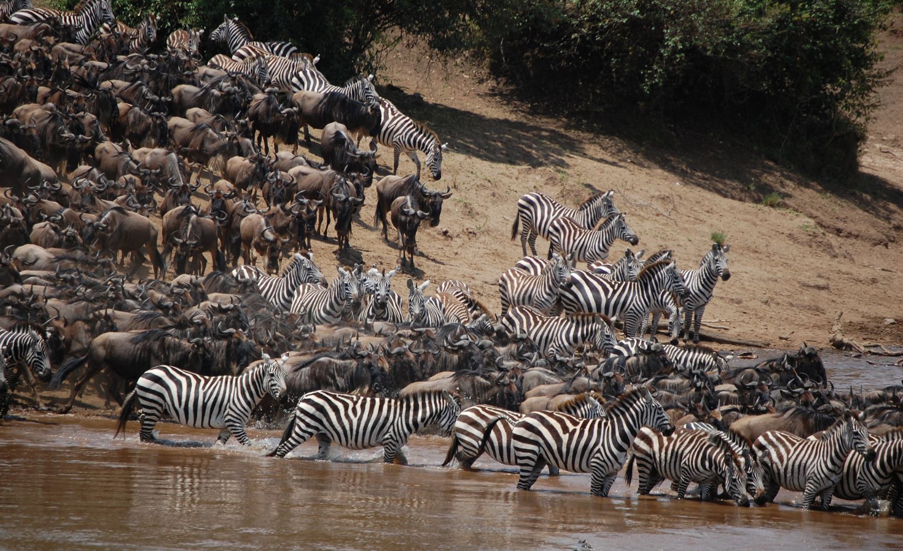 Safari au Kenya ou en Tanzanie pour la migration des zèbres et des gnous ?