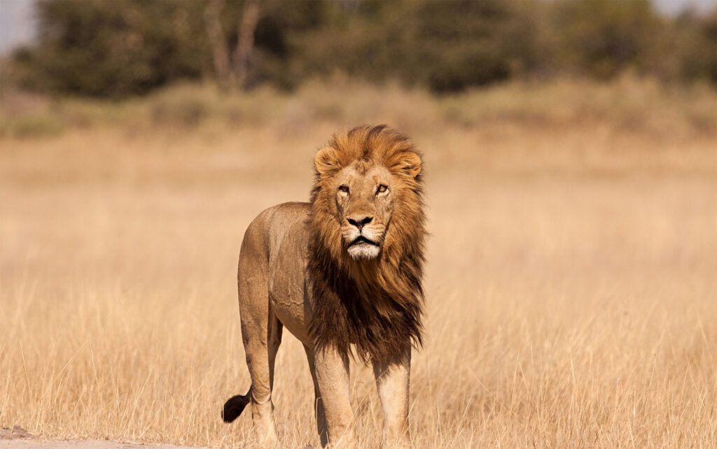 spotting a lion in on a safari in Tanzania