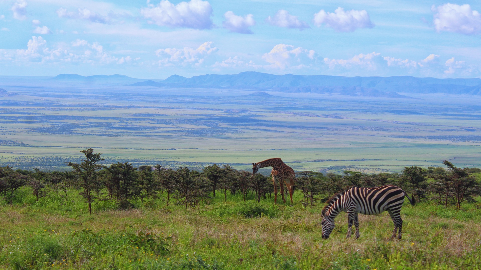 Une girafe et un zèbre dans une plaine en Tanzanie