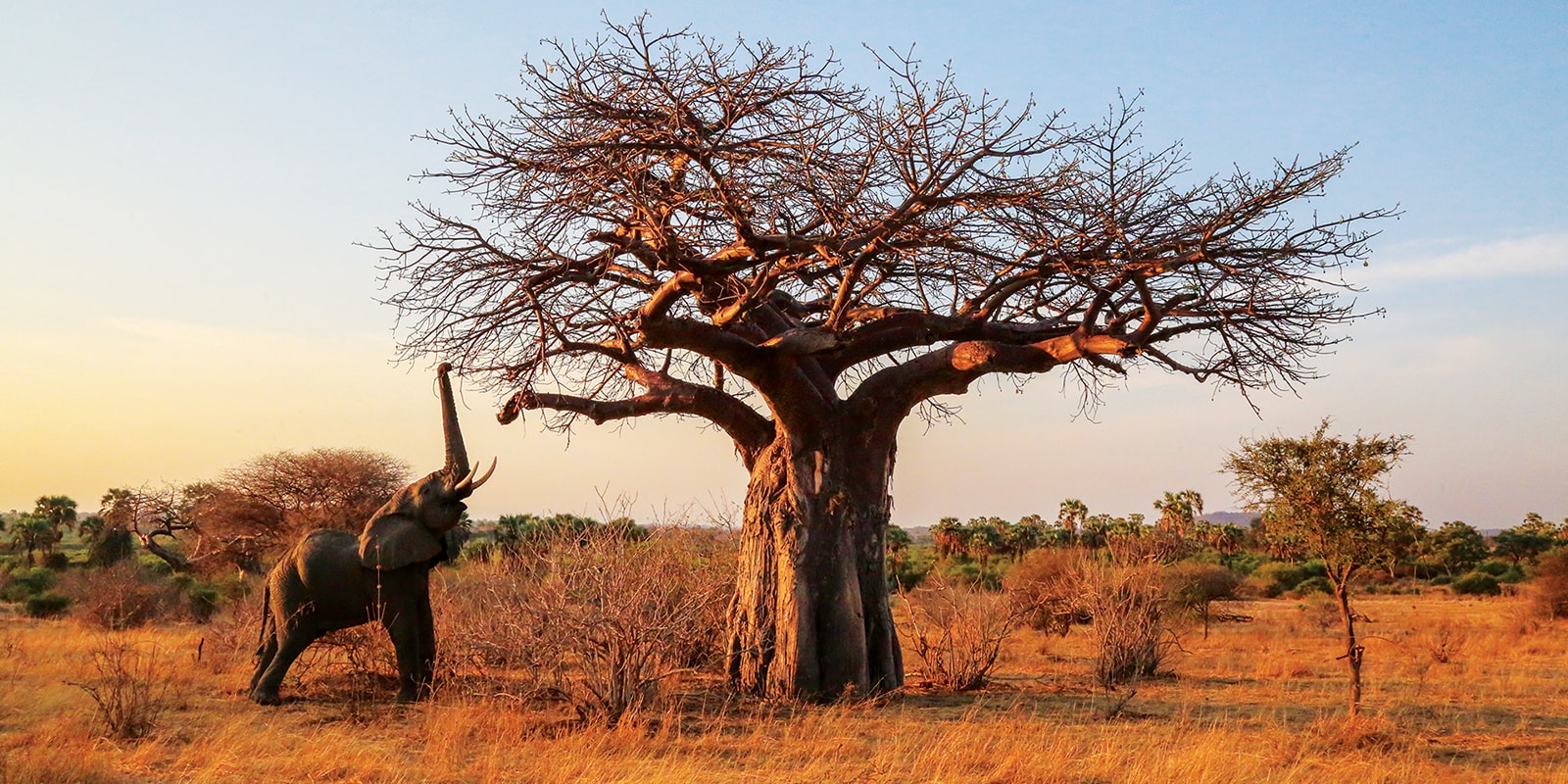 Parc national de Ruaha