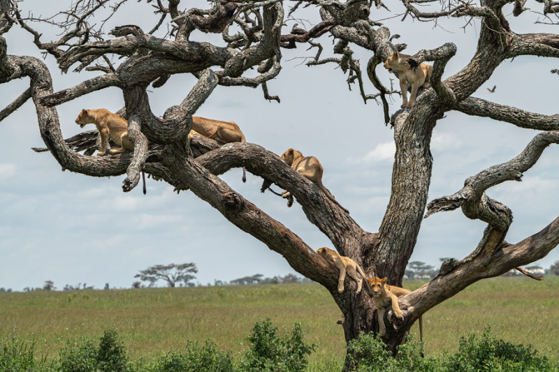 Parc national du Serengeti - Prestige
