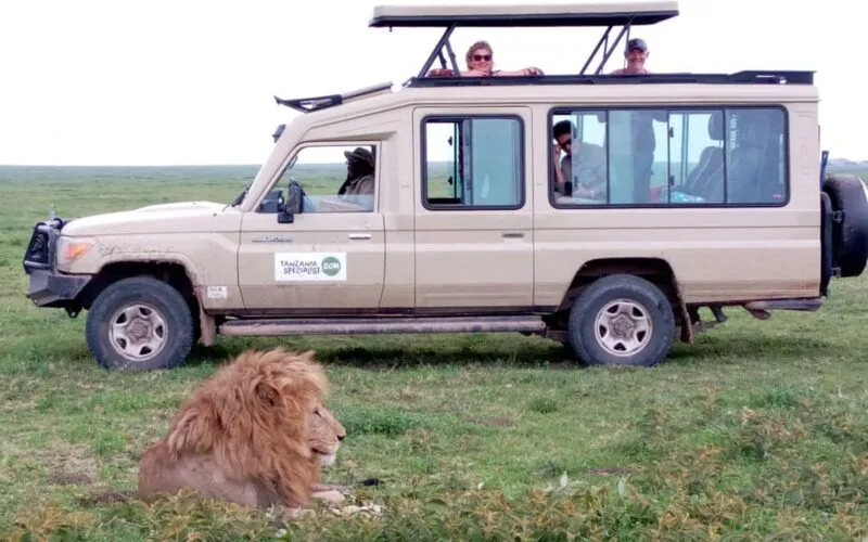 Des touristes dans une jeep avec un lion devant eux dans l'herbe