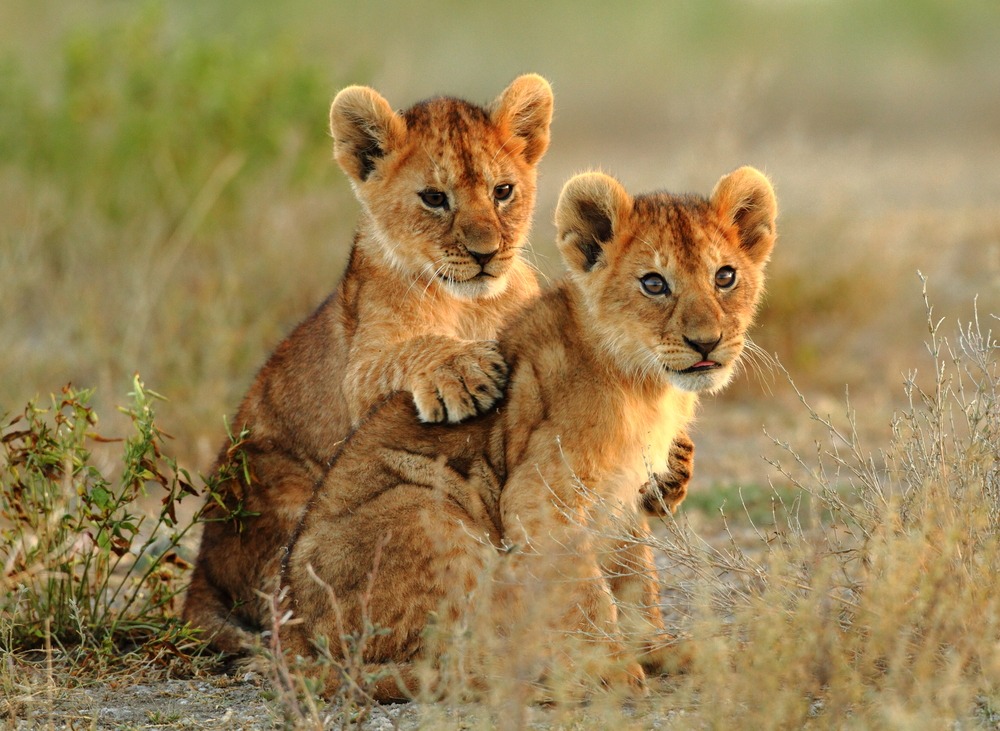 Deux jeunes lions Serengeti