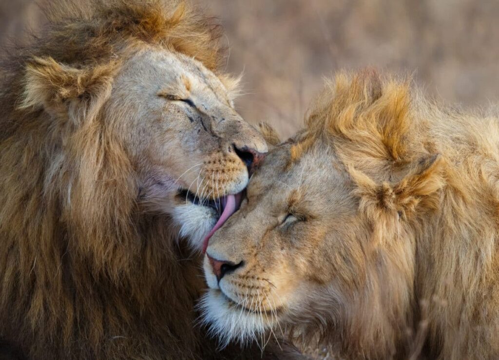 Couple de lions au Ngorongoro