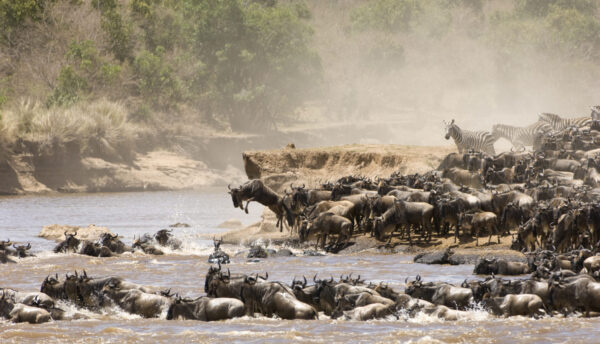 La grande migration au Serengeti passage de rivière