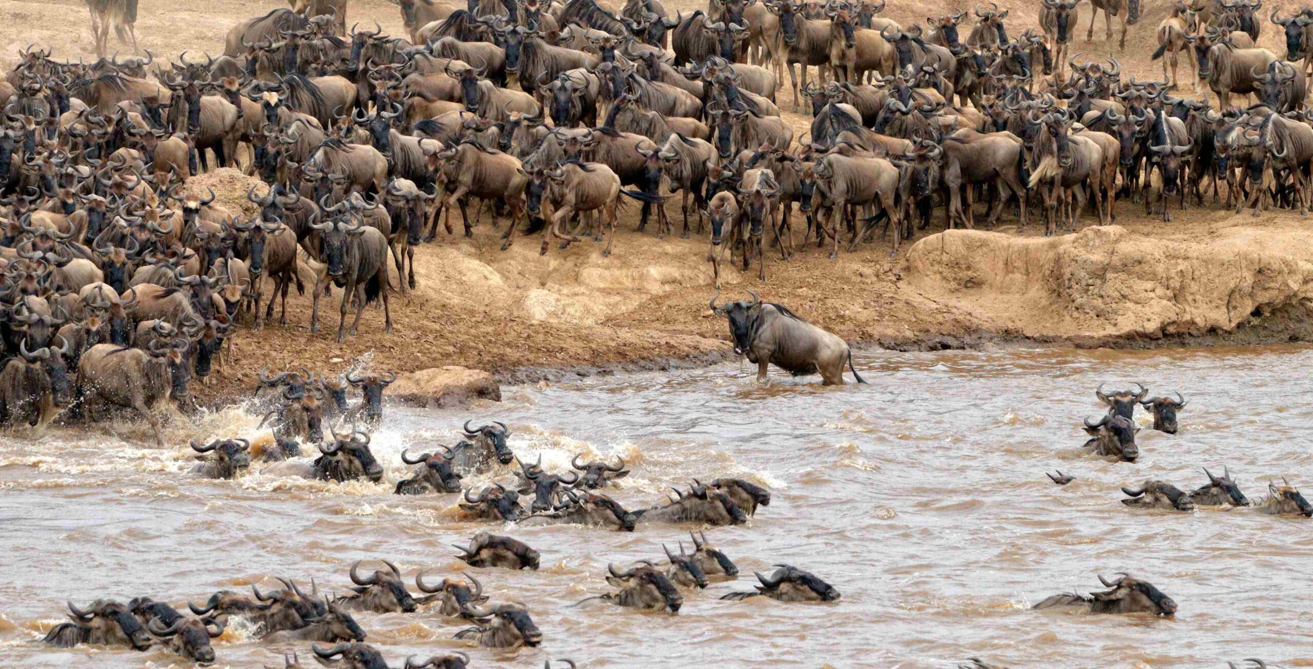 Le Nord du Serengeti et la Grande Migration (possibilité d'observer la célèbre traversée de la rivière Mara)