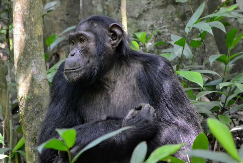 IM_UG_KIB_Chimp-sitting-2