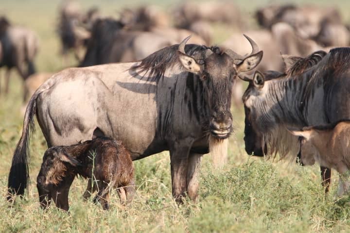 Ndutu (uniquement de fin décembre à fin mars pendant la saison des naissances de la grande migration)
