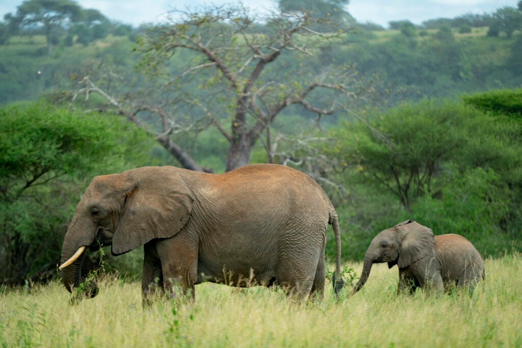 IM_TZ_TAR_Elephant eating with baby 2
