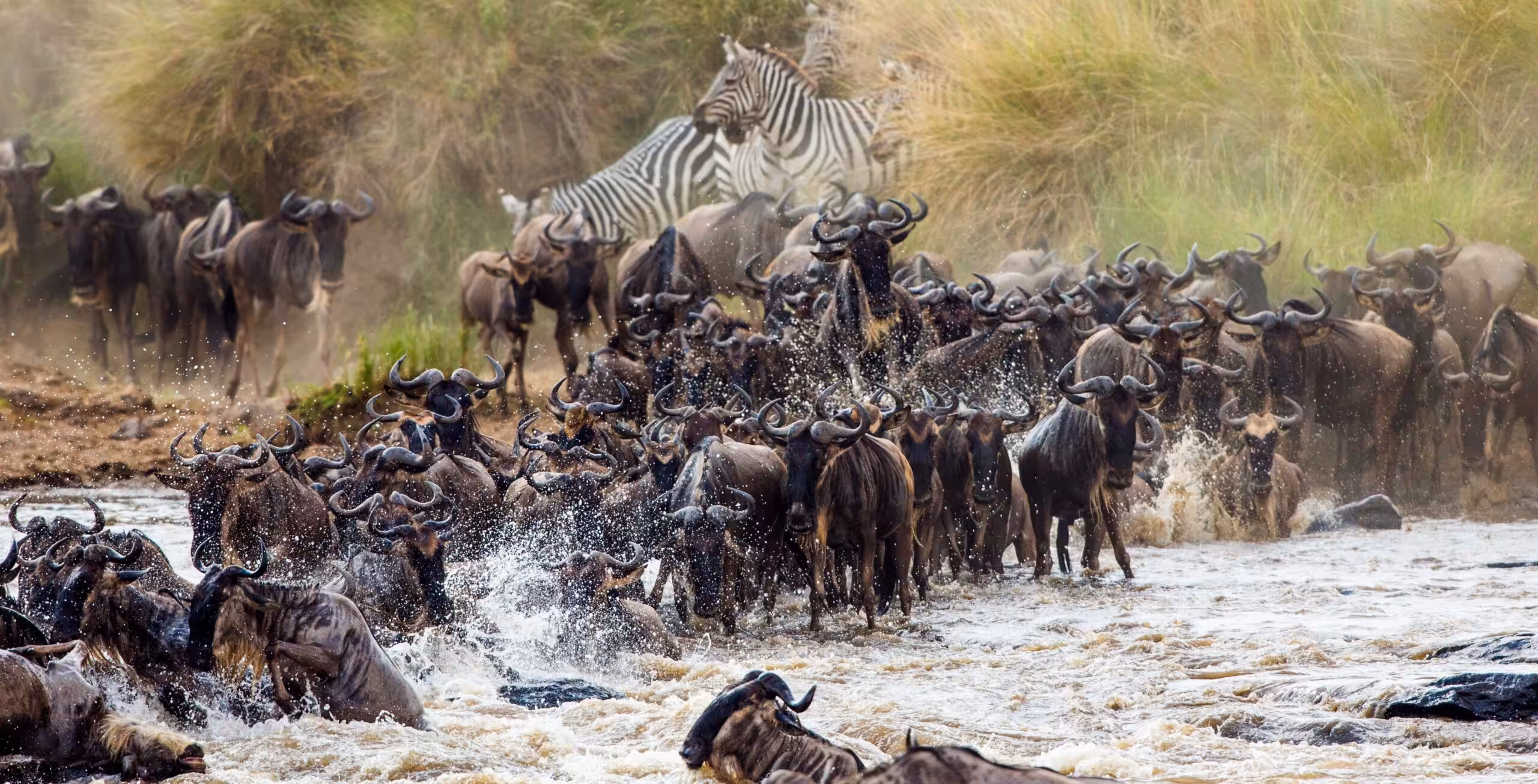 Le Nord du Serengeti et la Grande Migration (possibilité d'observer la célèbre traversée de la rivière Mara)