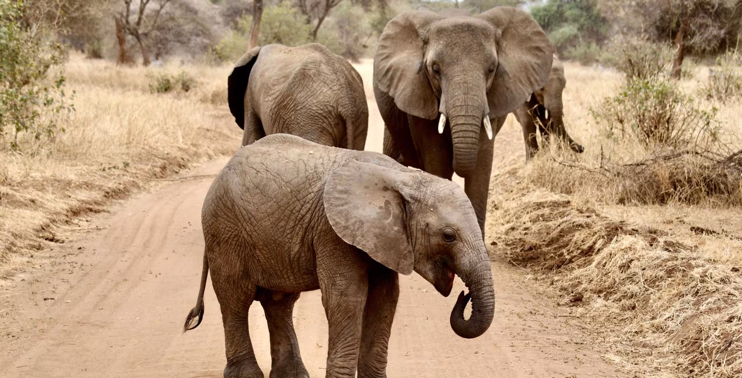 Parc national de Tarangire