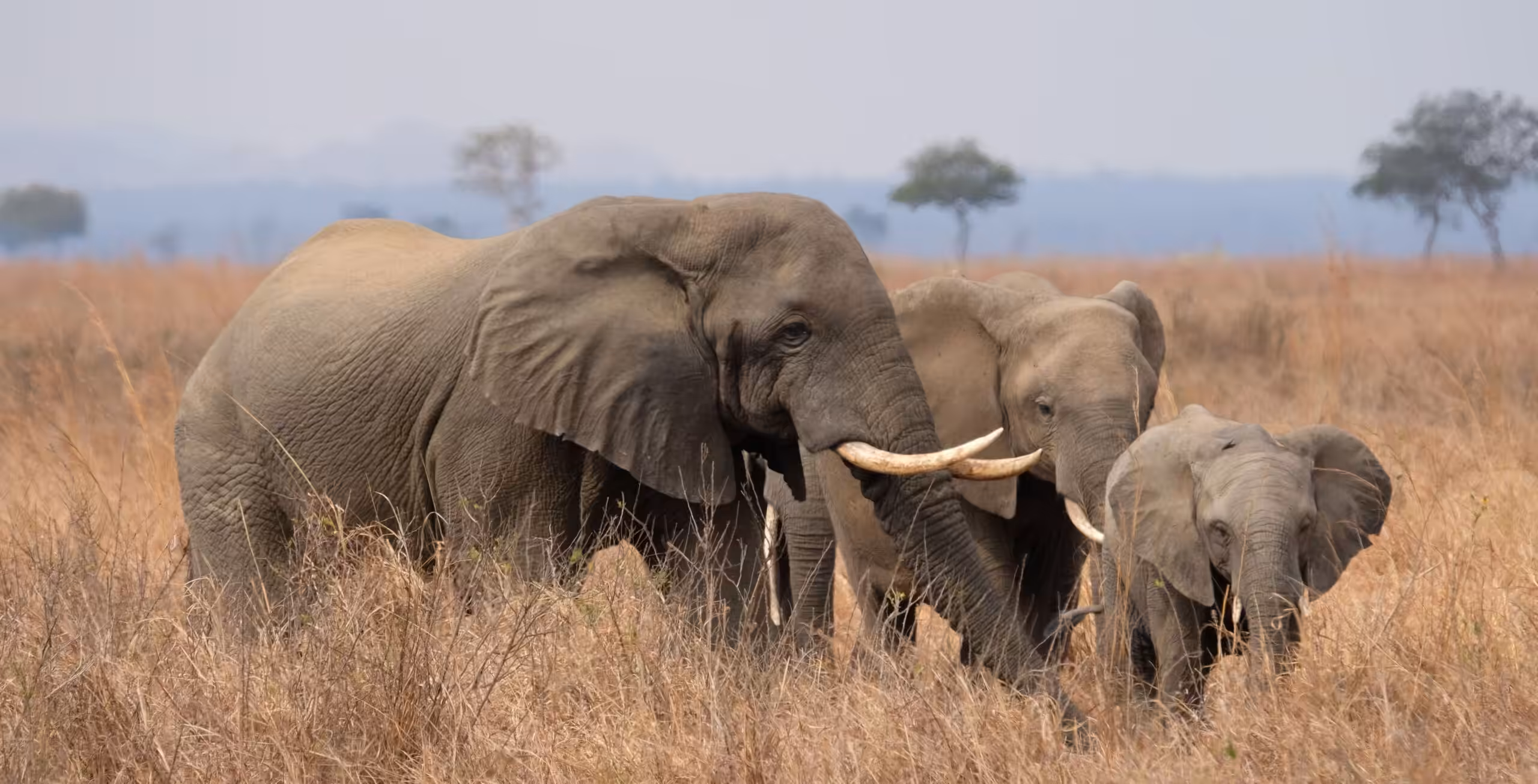 Parc national de Mikumi