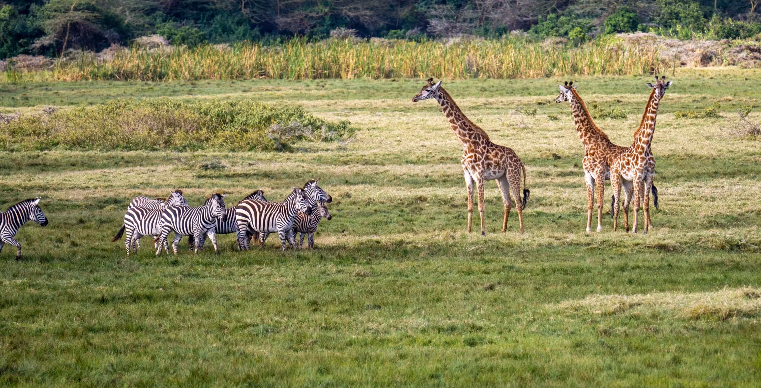 Parc National d'Arusha