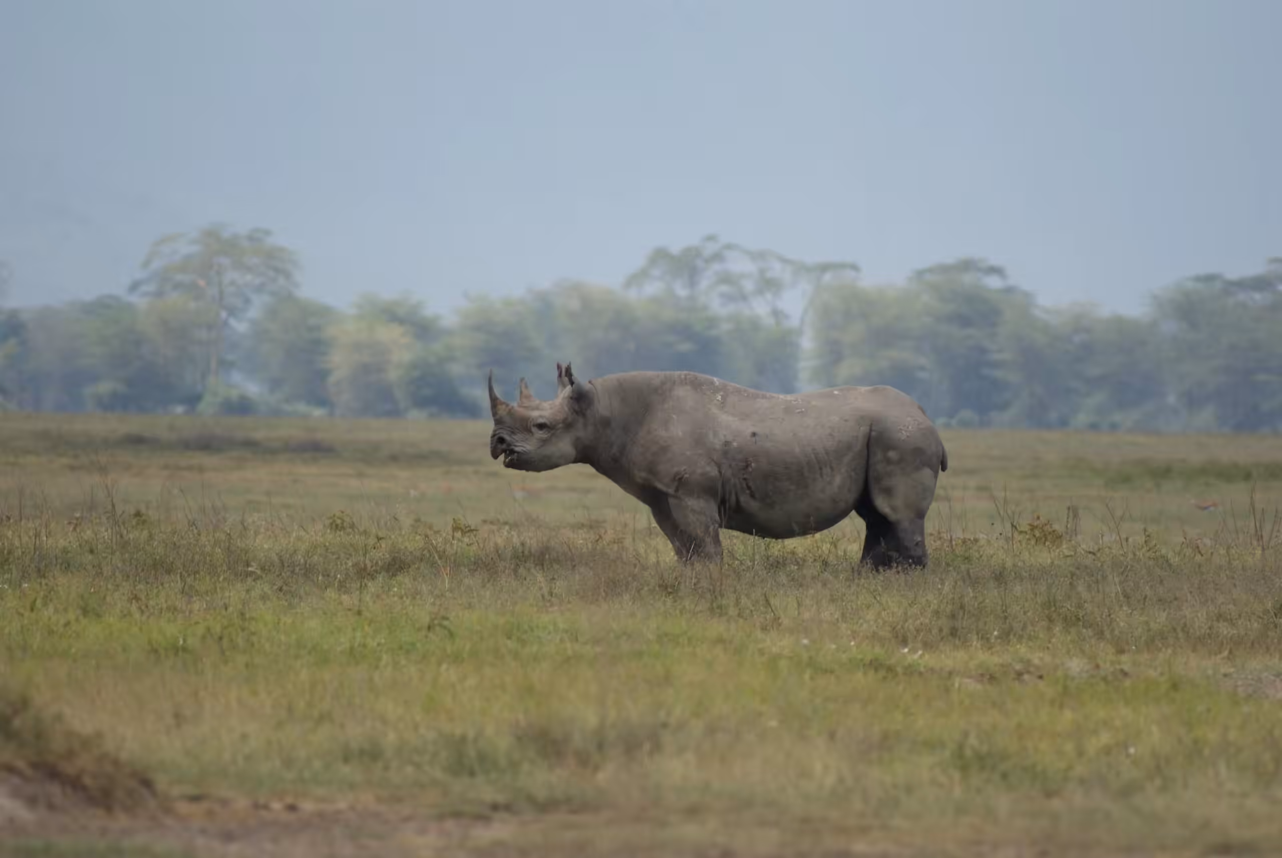 Aire de conservation du Ngorongoro (cratère inclus)