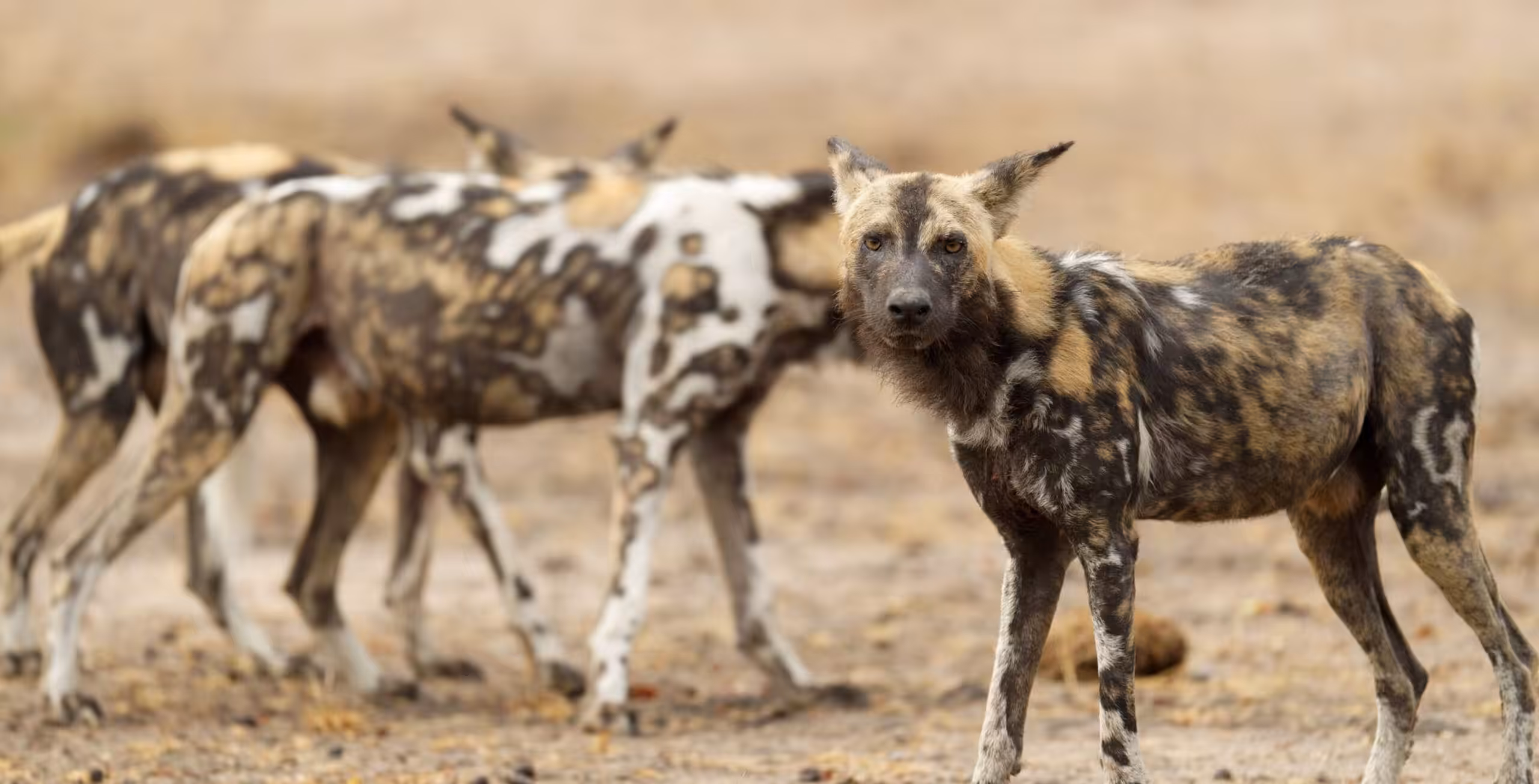 Parc national de Ruaha