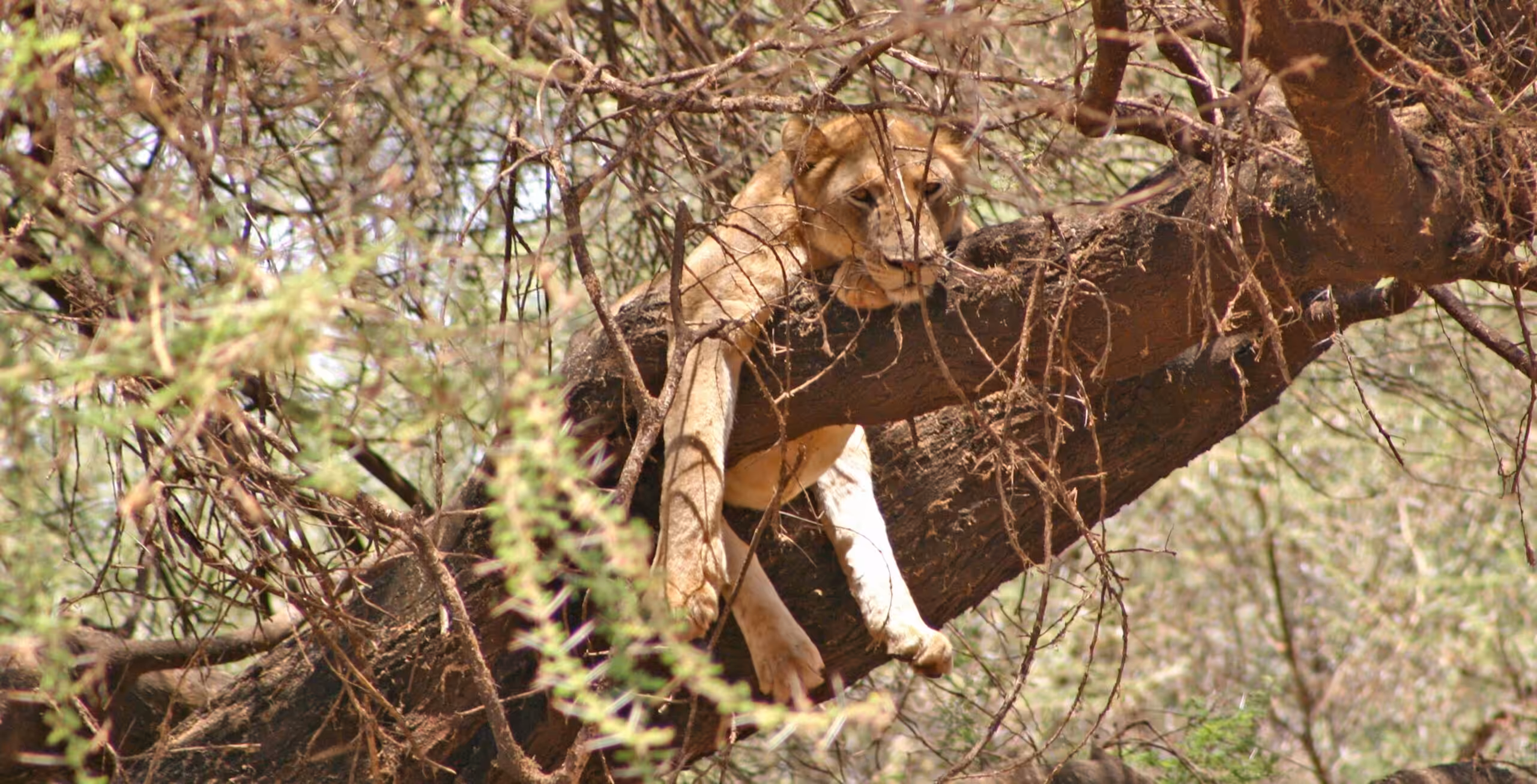 Parc national du lac Manyara - Prestige